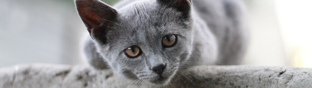 kitten on a ledge